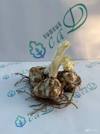 Лилия "АФРИКАН ЛЕДИ" 3 штуки (размер 18/20)